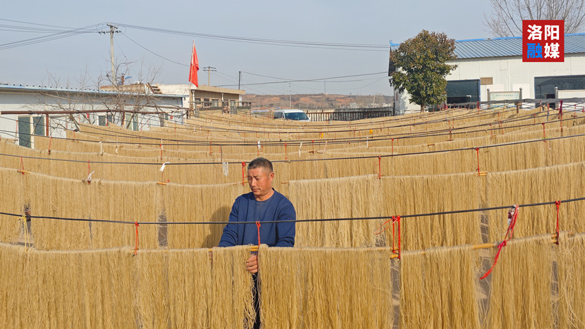 汝陽：“金疙瘩”變身“金條條” ——紅薯深加工織密鄉村增收網