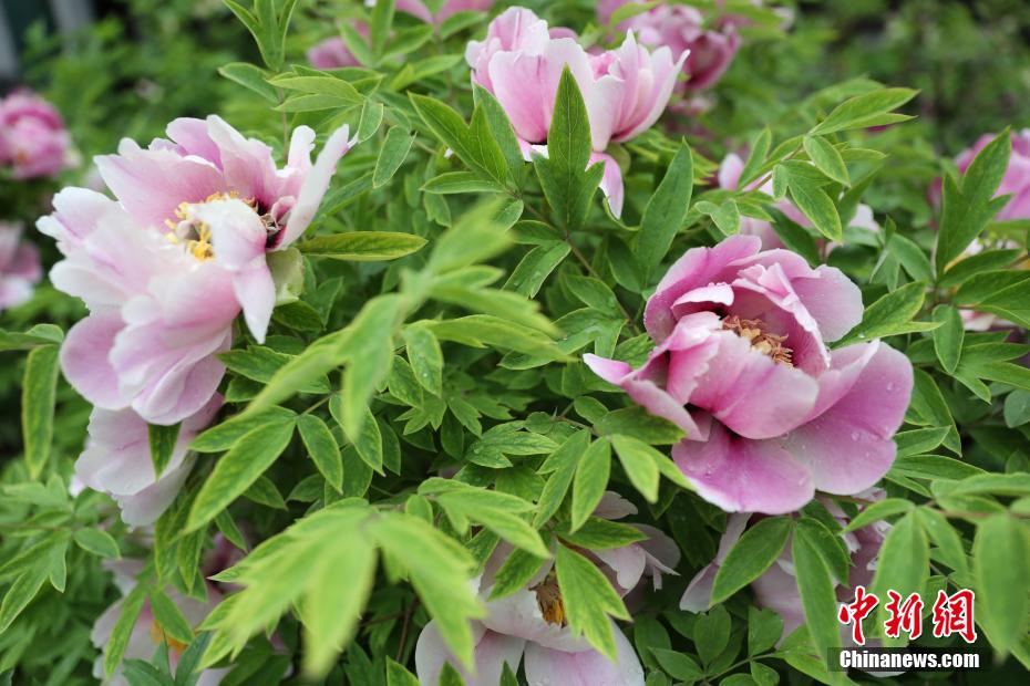 沈陽故宮牡丹盛開花香四溢 吸引游客拍照留念