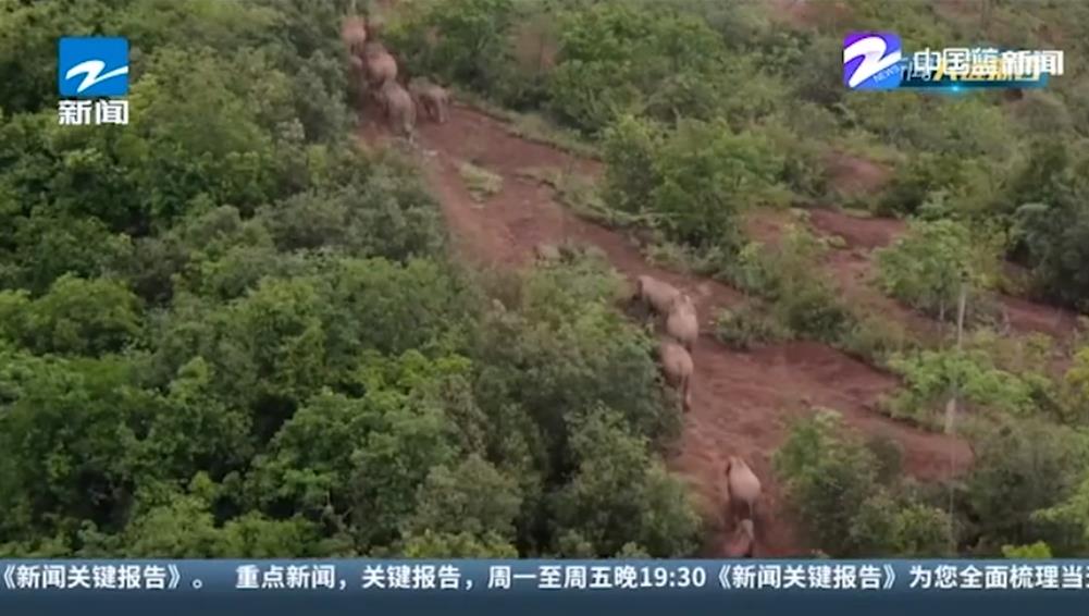 大象回家了!云南北移亞洲象群平安回歸棲息地