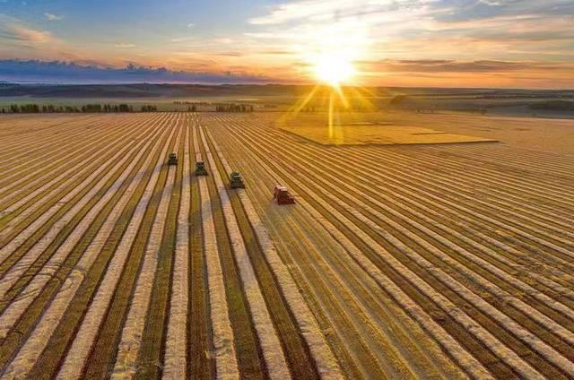 2021年糧食產量將連續7年保持在1.3萬億斤以上 秋糧收購進入旺季