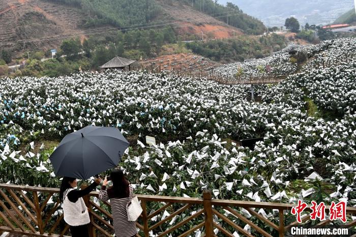 “中國枇杷之鄉”的鄉村振興路:直播賣枇杷也賣美景
