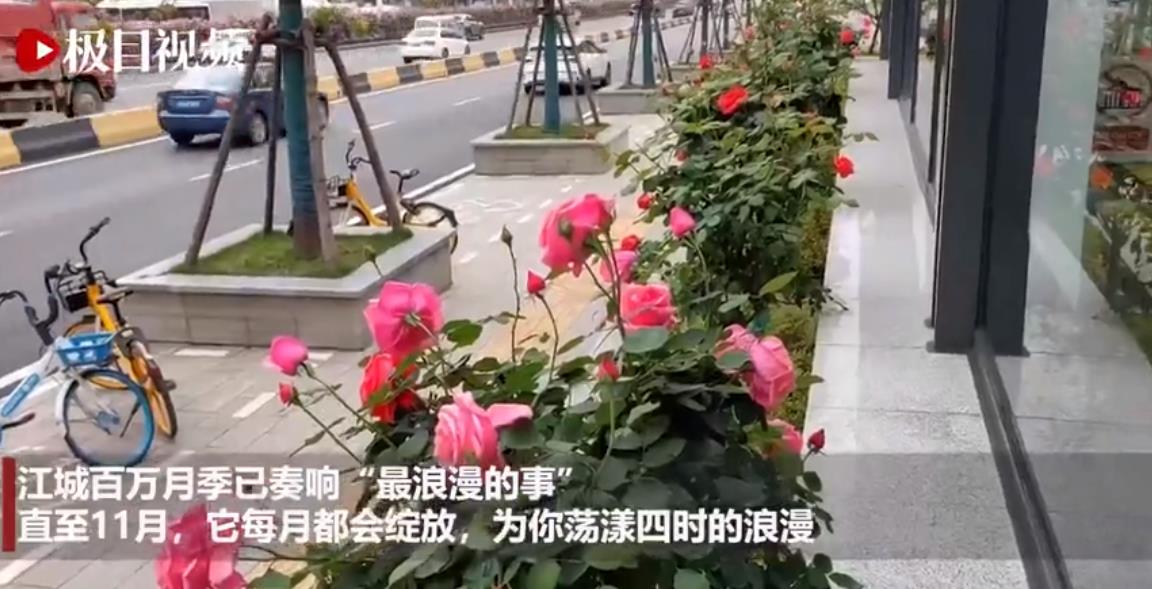 今年上新50萬株！聽！大武漢150萬月季高唱“最浪漫的事”