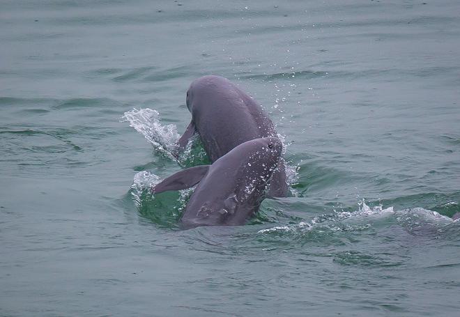 偉大變革新顏煥然向未來——長江經濟帶生態環境保護見聞