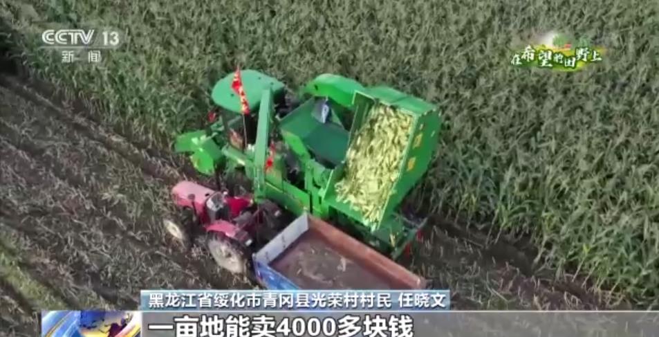 全國秋糧正陸續成熟 各地優化品種結構 促進糧食豐產農民增收