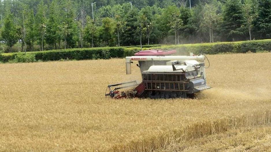 河南副省長:千方百計組織應急搶收 盡最大努力調集履帶式收割機