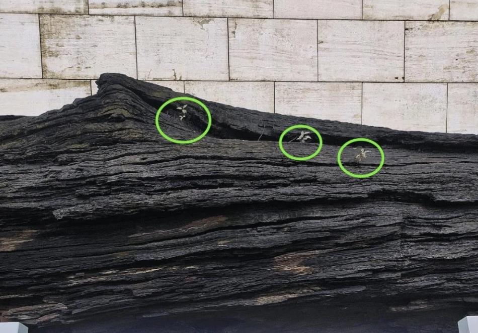 成都金沙博物館千年烏木發芽了？專家：疑是鳥類排泄種子長出