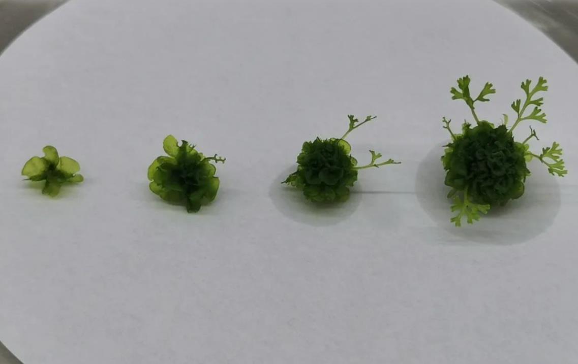 國家二級保護野生植物陰生桫欏孢子克隆成功