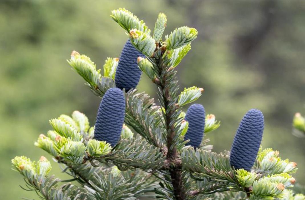 國家一級保護植物梵凈山冷杉首次野外回歸