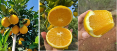正宗贛南臍橙的營養與功效及各種新美食新吃法